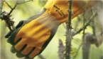 Rose Gloves