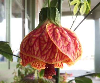 Mid City Nursery Your Source For Gardening And Plant Information Welcome To Mid City Nursery Matrix Sunrise Like Us On Facebook Petunias Tiger Eye Abutilon