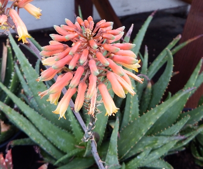 Mid City Nursery Your Source For Gardening And Plant Information Little Red Riding Hood Aloe