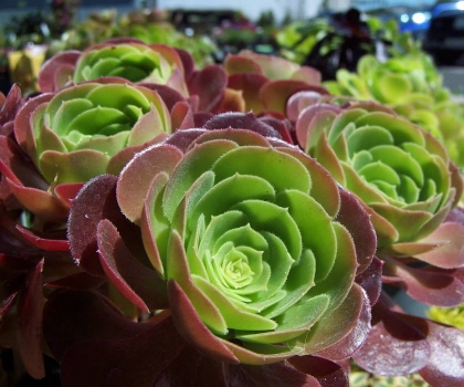 Mid City Nursery Your Source For Gardening And Plant Information Cherokee Sunset Rudbeckia Echeveria