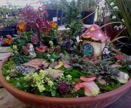 Mid City Nursery Your Source For Gardening And Plant Information Cherokee Sunset Rudbeckia Echeveria Fairy Garden