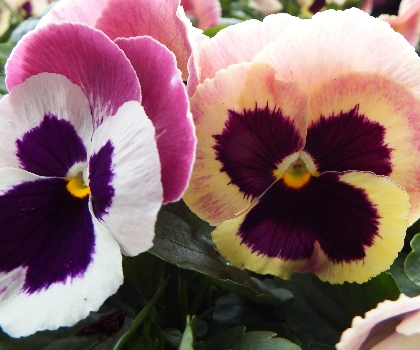 Mid City Nursery Your Source For Gardening And Plant Information Welcome To Mid City Nursery