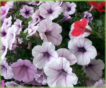 Mid City Nursery Your Source For Gardening And Plant Information Welcome To Mid City Nursery Matrix Sunrise Like Us On Facebook Petunias