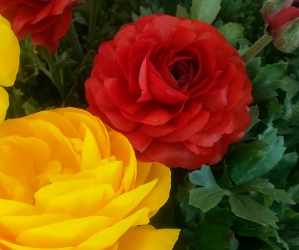 Mid City Nursery Your Source For Gardening And Plant Information Welcome To Mid City Nursery