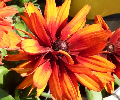 Mid City Nursery Your Source For Gardening And Plant Information Cherokee Sunset Rudbeckia Echeveria