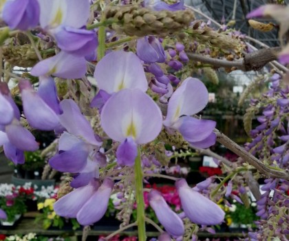 Mid City Nursery Your Source For Gardening And Plant Information Cookes Purple Wisteria