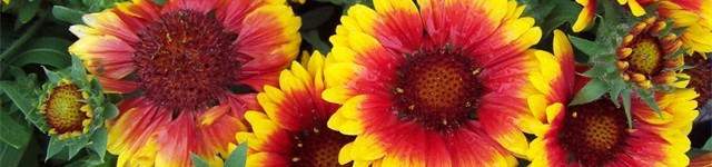 Mid City Nursery Your Source For Gardening And Plant Information Celebrating 62 Years In Business