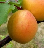 Apricot