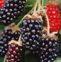 Blackberries