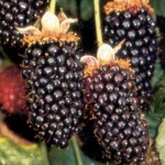 Siskiyou blackberry