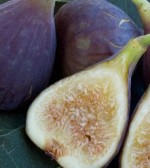 Fig