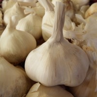 California Garlic