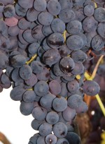 Black Monukka Grape