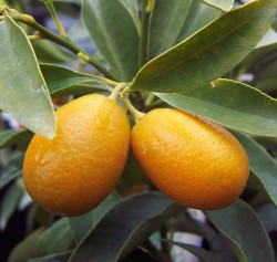 Nagami Kumquat