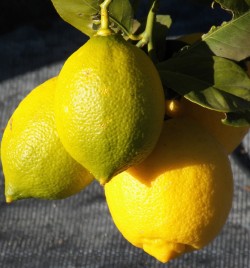 Genoa Lemon