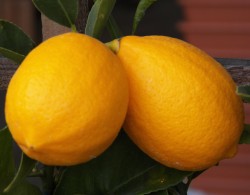 Meyer Lemon