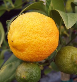 Rangpur Lime