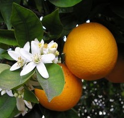 Trovita Orange