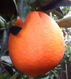 Washington Navel Orange