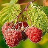 Raspberries