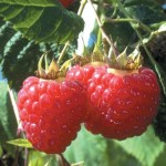 Heritage Raspberry