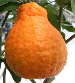 Minneola Tangelo