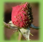 aphids on rose