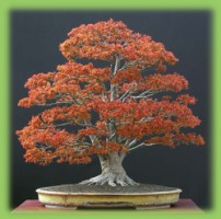 bonsai plant
