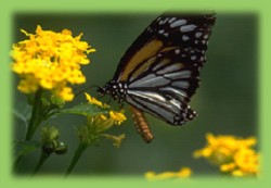 picture of butterfly