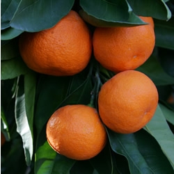 Owari Satsuma Mandarin