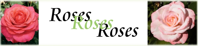 Rose Banner