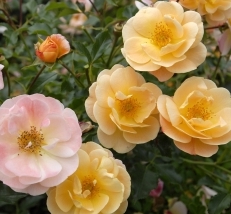 Flower Carpet Amber Rose