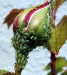 Rose with Aphids