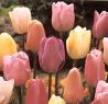 Flower Bulbs
