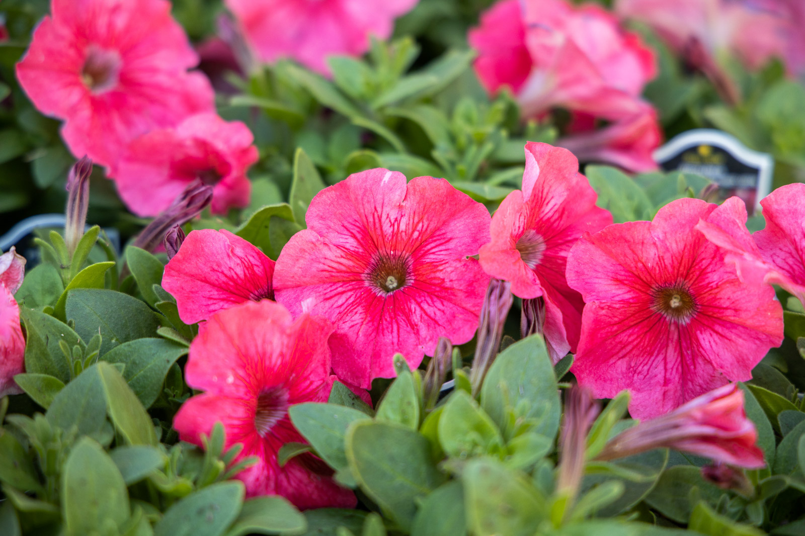 Mid City Nursery Calendar - A great source for gardening and plant  information in Napa and Solano County