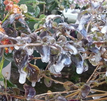 lantana that is frosted