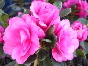 Watering Camellias