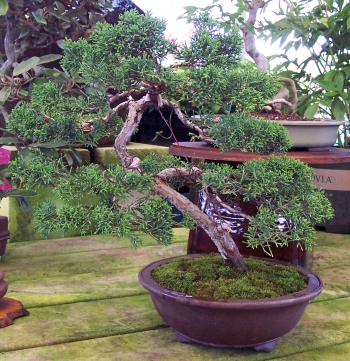 Bonsai