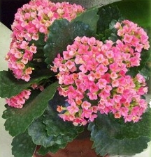 Kalanchoe