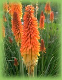 kniphofia