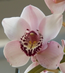 Orchid Cymbidium