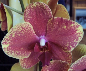 Phalaenopsis Orchid