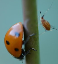 Lady Bugs Beneficial Insects